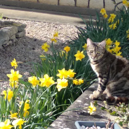 住宿加早餐酒店 Les Tourterelles Chabournay